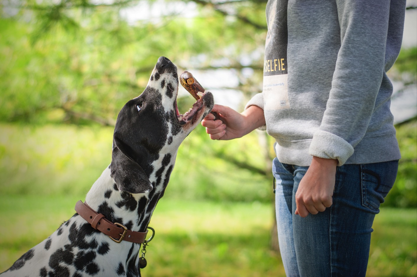 Jawgler/Dentler Bois de Cervidé Jambon/Érable Coupé – Image 3