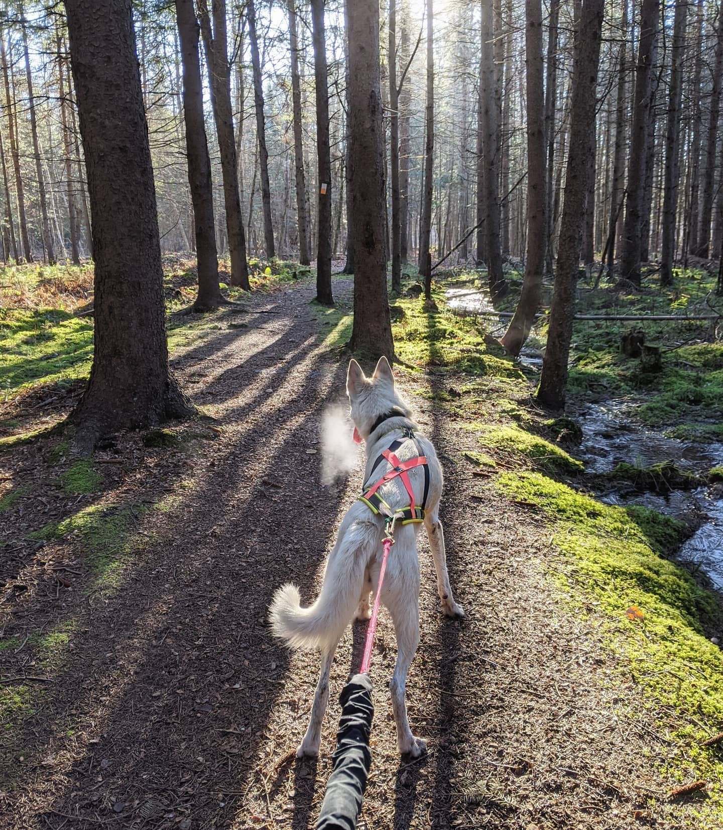 Nahak Ligne Bungee - Noir – Image 3