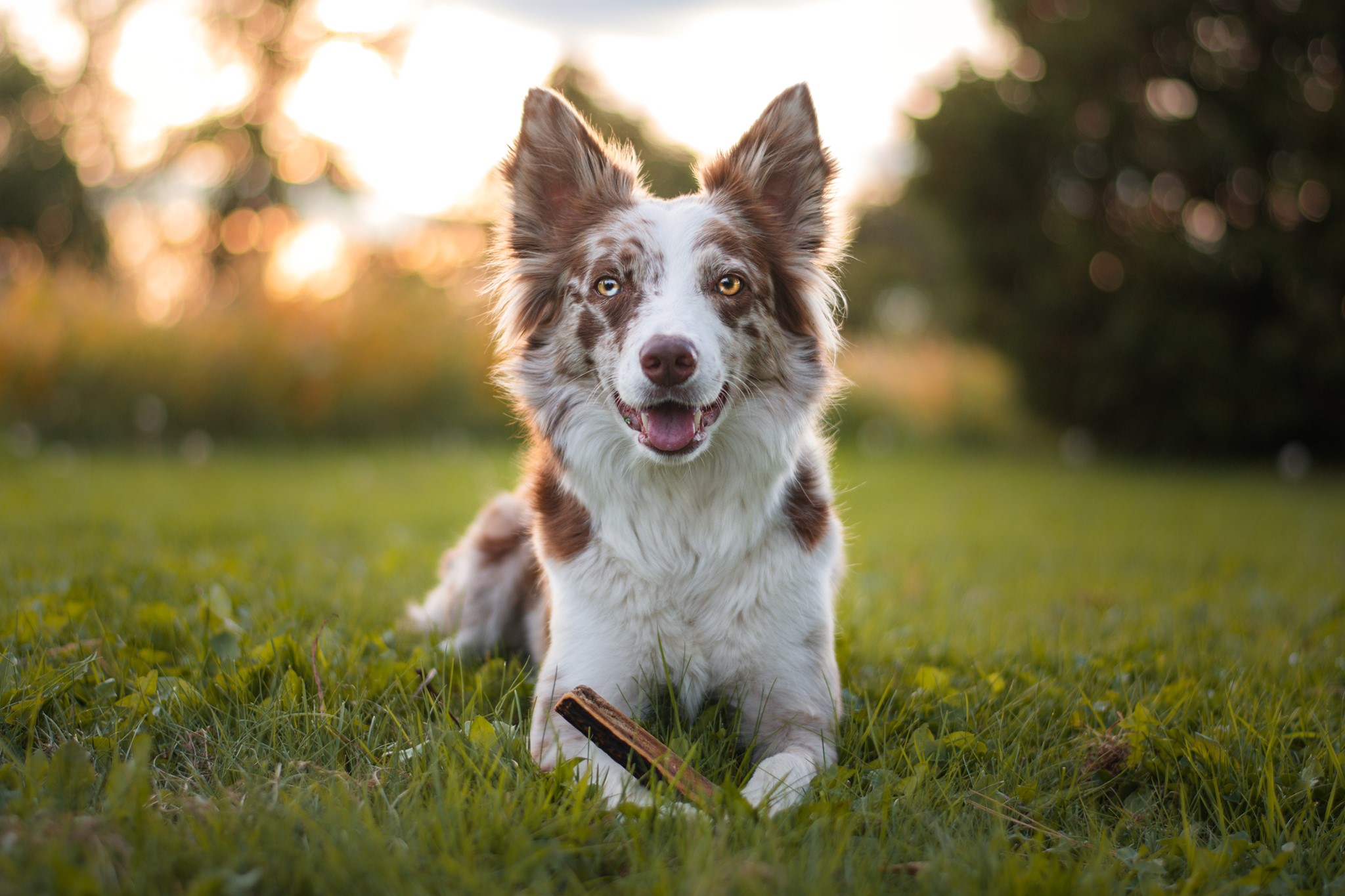 Jawgler/Dentler Bois de Cervidé Jambon/Érable Coupé – Image 4