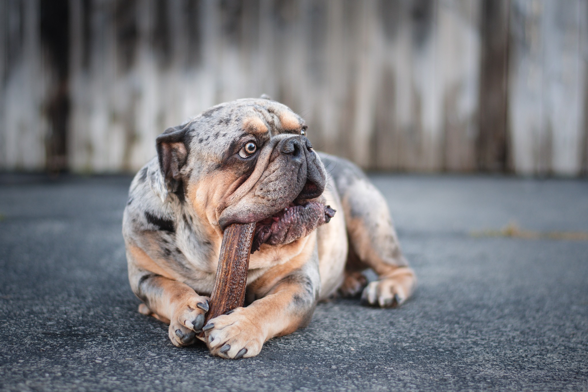 Jawgler/Dentler Bois de Cervidé Jambon/Érable Coupé – Image 2