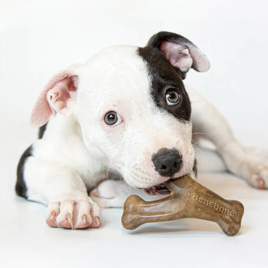 Benebone «WishBone» Chiot - Bacon – Image 3