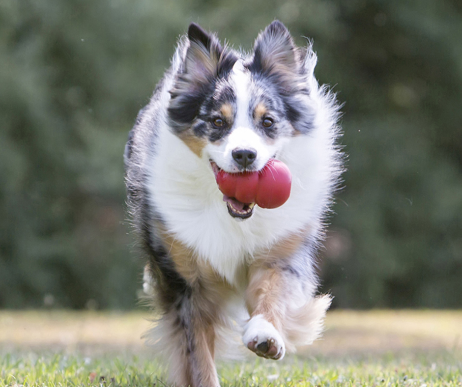 Kong Classique – Image 3