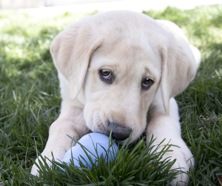 Kong Classique pour Chiot – Image 3