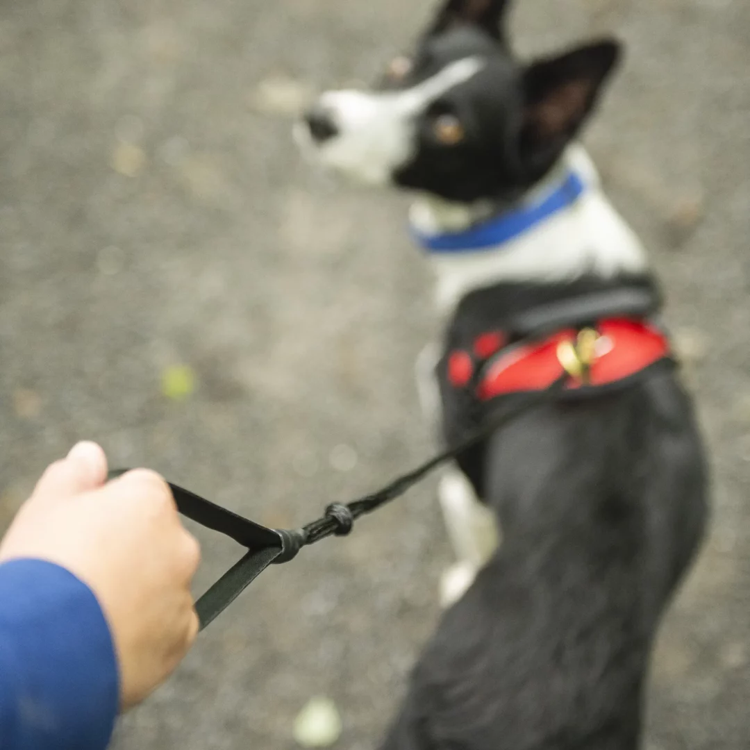 Nahak Ligne Bungee - Noir – Image 2