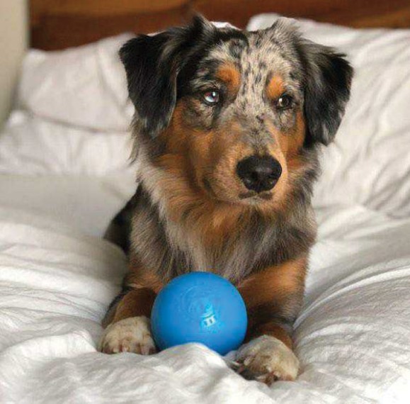 O.Hound - Balle Squeak – Image 7