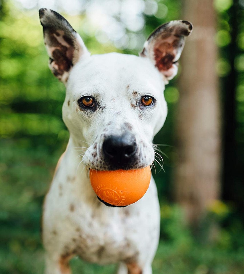 O.Hound - Balle Squeak – Image 10