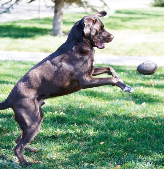 O. Hound - Ballon de Football – Image 4