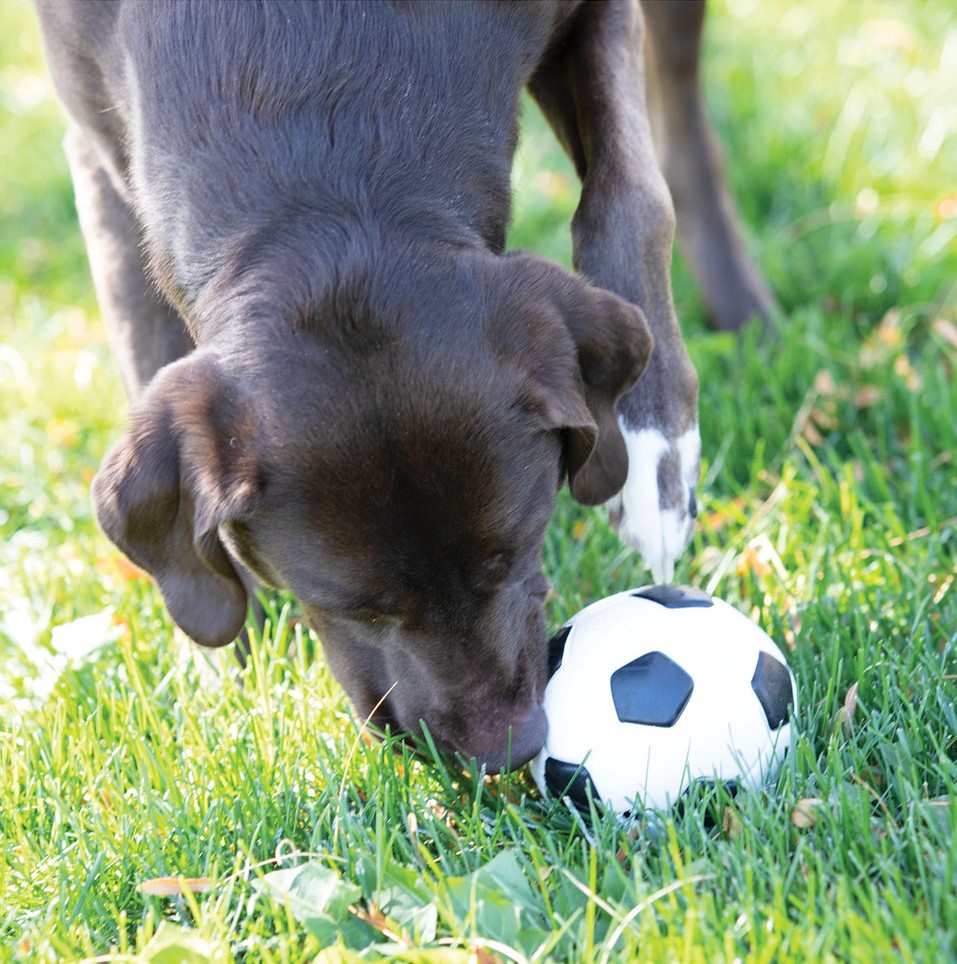 O. Hound - Ballon de Soccer – Image 4