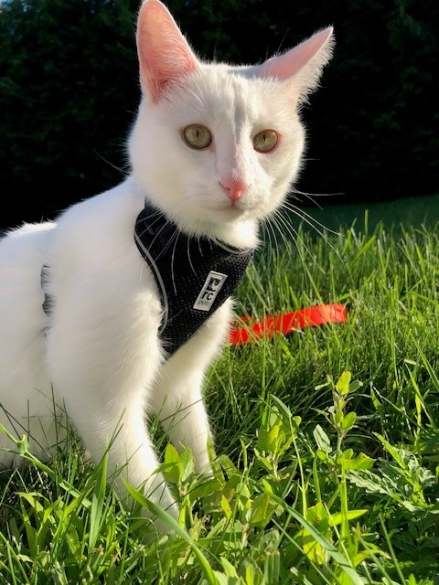 RcPets Harnais pour Chat Bleu – Image 3