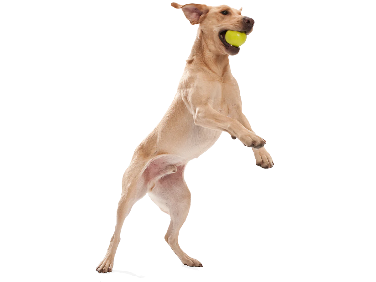 WestPaw Jive – Image 4