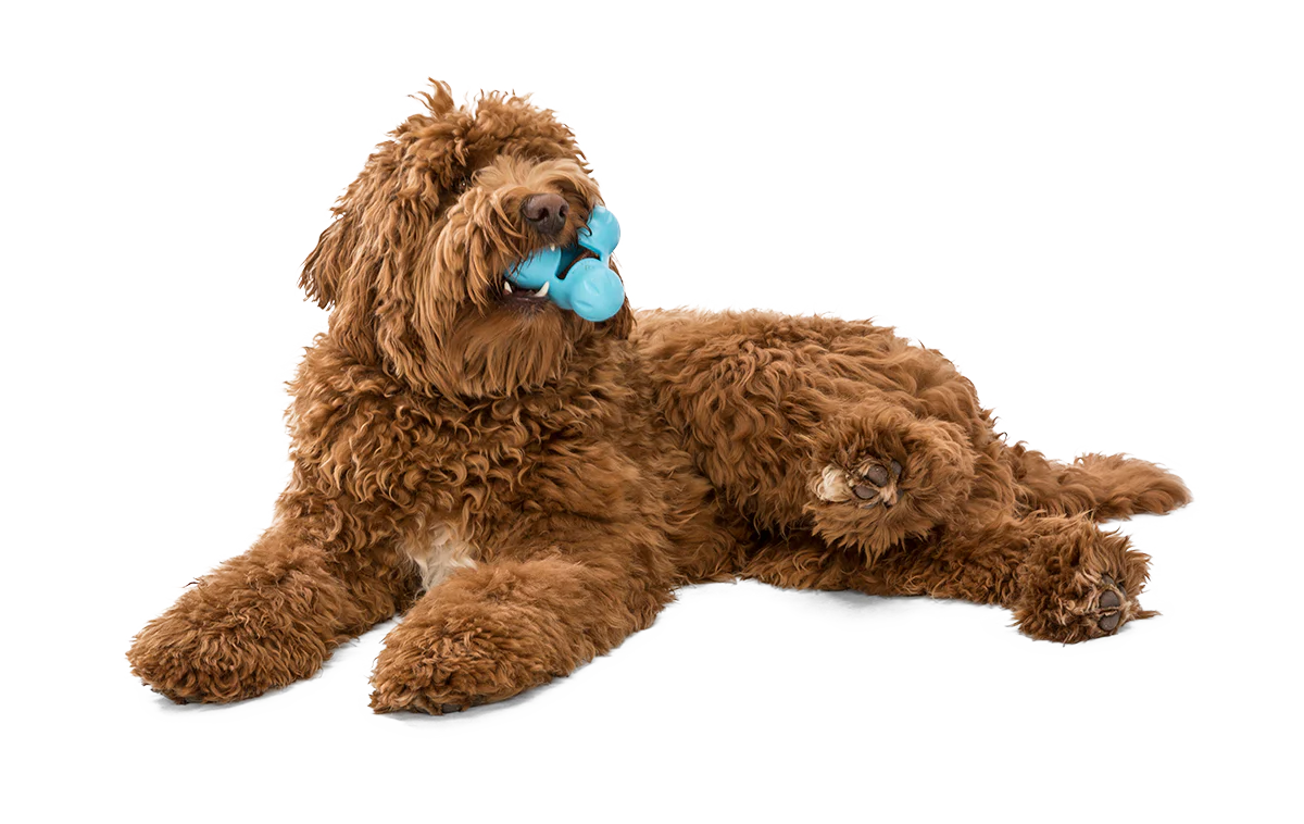 WestPaw Tux – Image 6