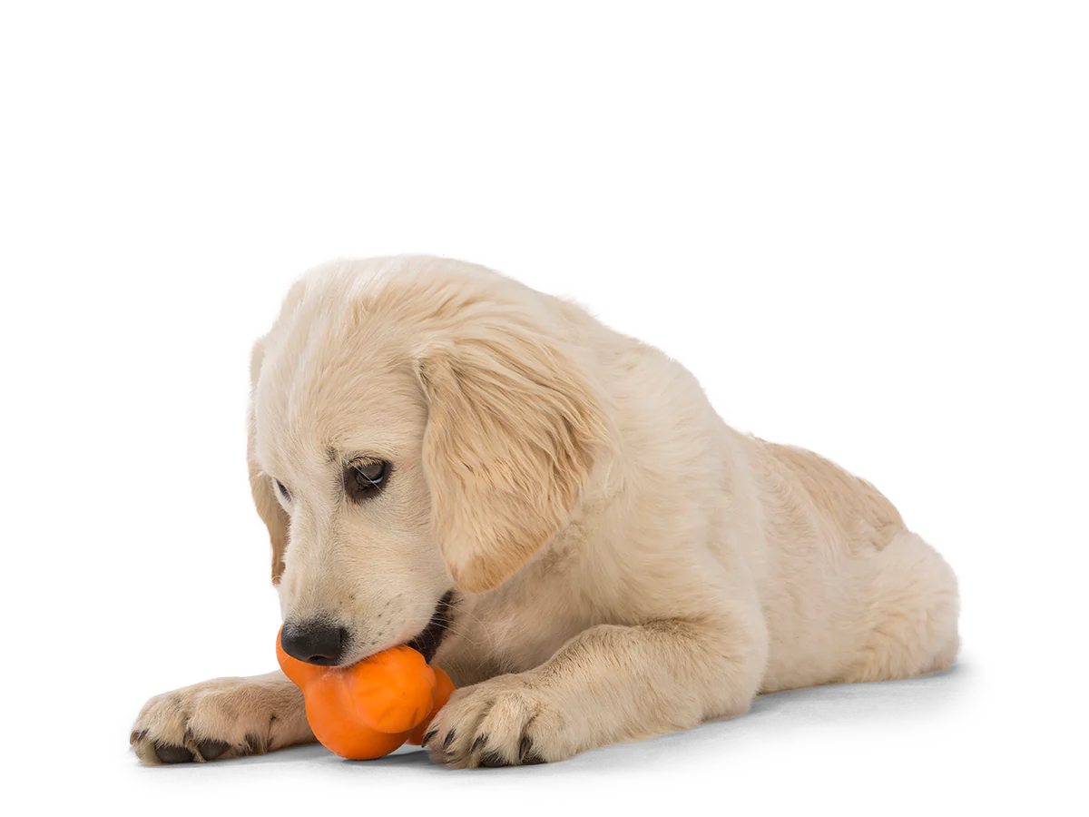 WestPaw Tux – Image 7