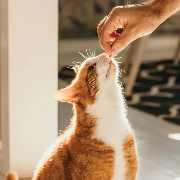 Catit gâteries Nibbly Protéines Variées - 90g – Image 4