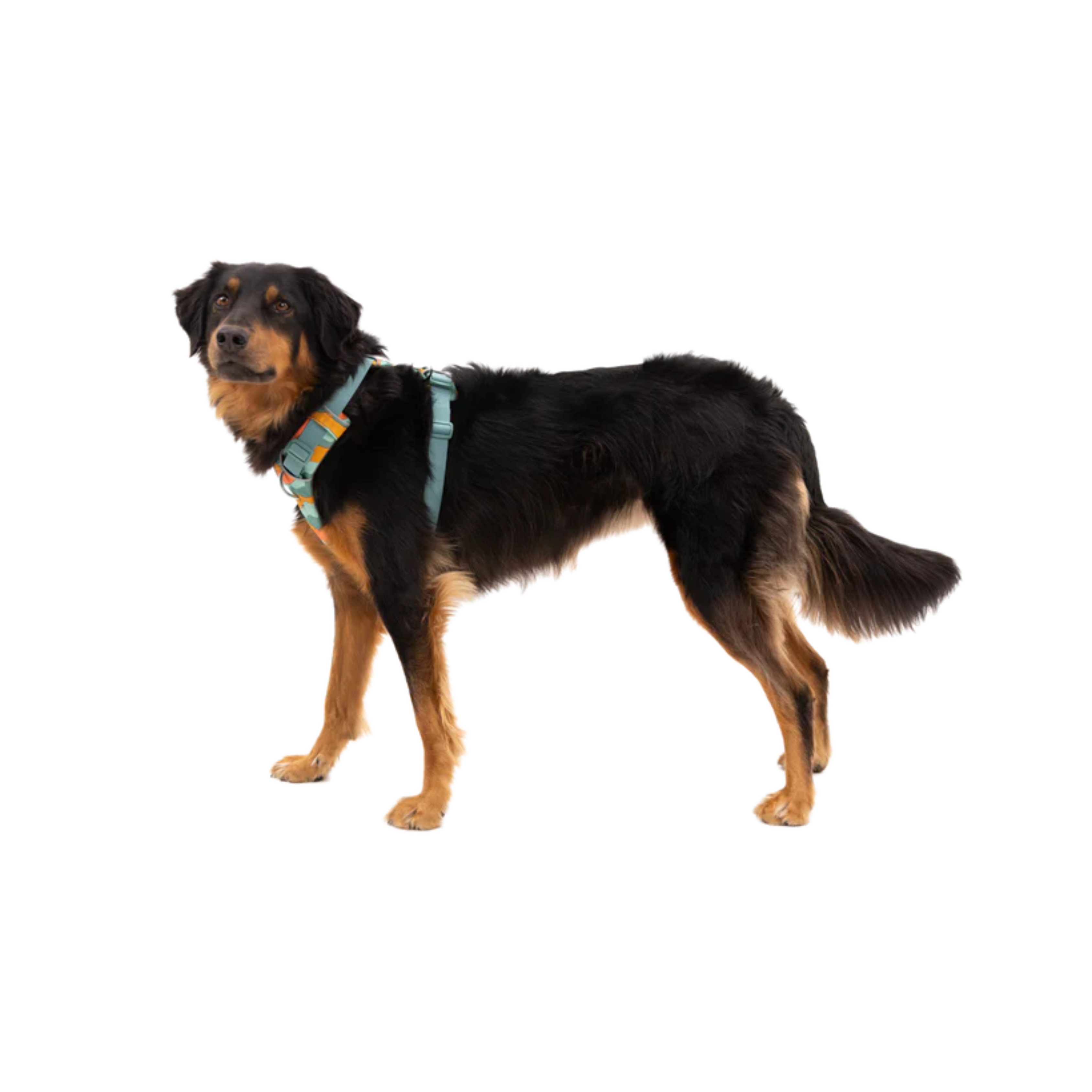 Ruffwear Harnais FrontRange Turquoise – Image 3