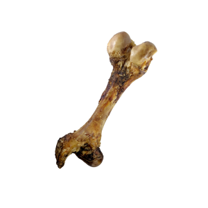 Petz Femur Géant